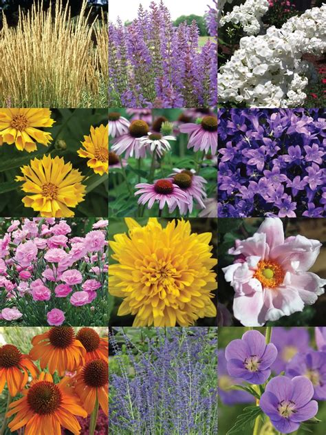 bluestoneperennials|bluestone perennials website.